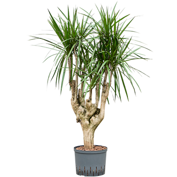 Dracena marginata 1DRMRVT14
