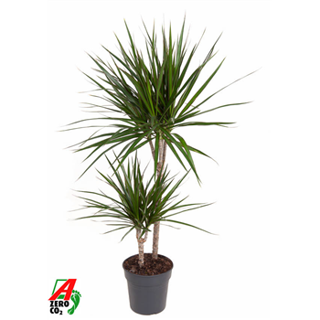 Dracena marginata F00002427