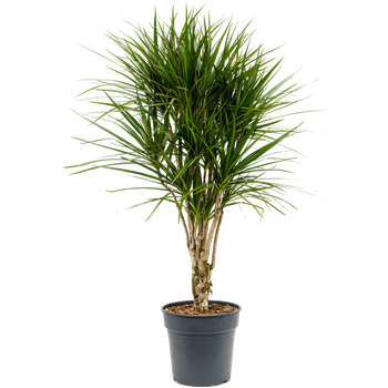 Dracena marginata 4DRMRVT29