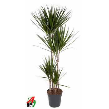 Dracena marginata F00002429