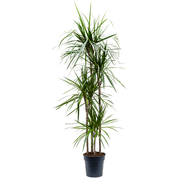 Dracena marginata 4DRMR4S10