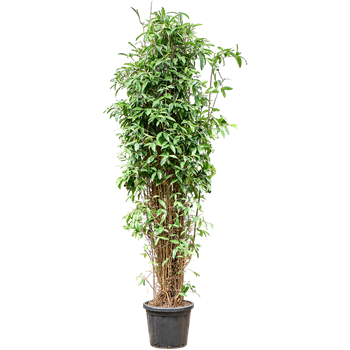 Dracena surculosa (200-225) 4DRSUBU16