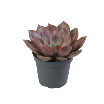 Echeveria 'Nina' F00002094