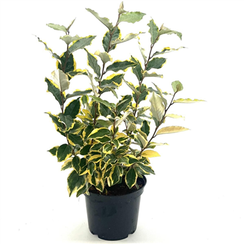 Elaeagnus ebbingei 'Viveleg' F00008400