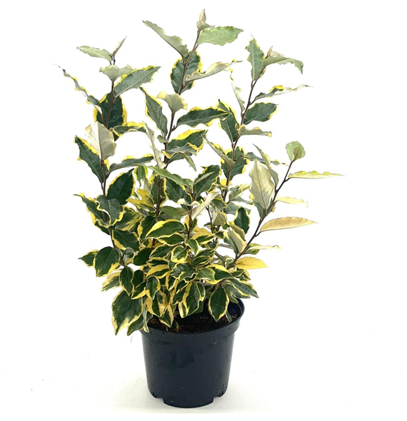 Elaeagnus ebbingei 'Viveleg' F00008400