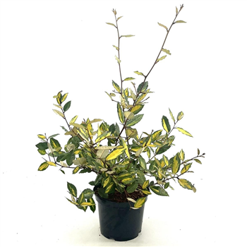 Elaeagnus pungens 'Maculata' F00008399