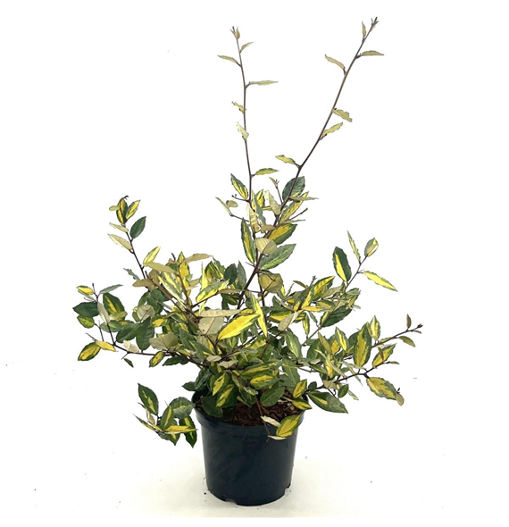 Elaeagnus pungens 'Maculata' F00008399