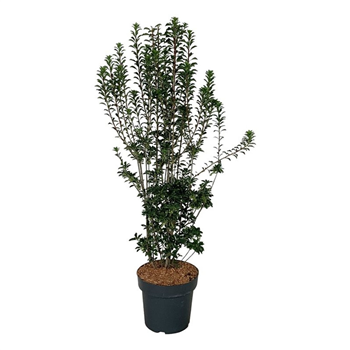 Enkianthus campanulatus F00007049