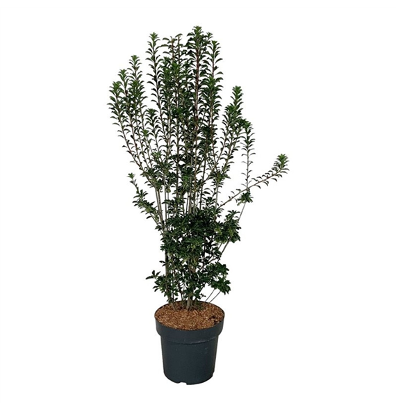 Enkianthus campanulatus F00007049