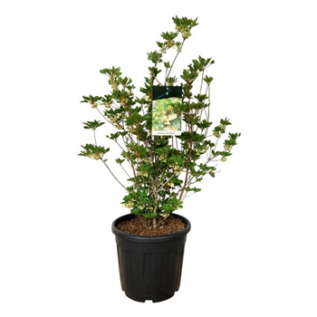 Enkianthus campanulatus F00007050