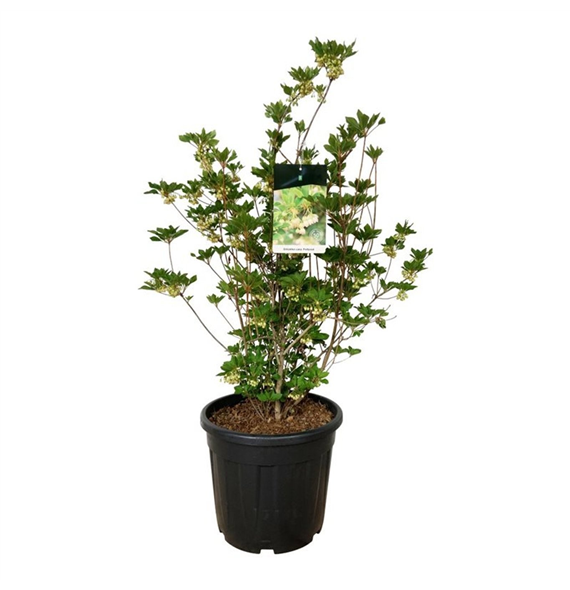 Enkianthus campanulatus F00007050