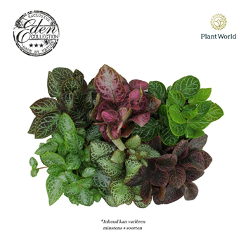 Episcia mix F00004558