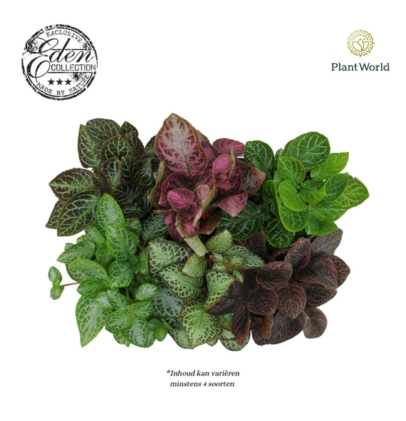 Episcia mix F00004558
