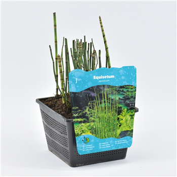 Equisetum hyemale F00004100