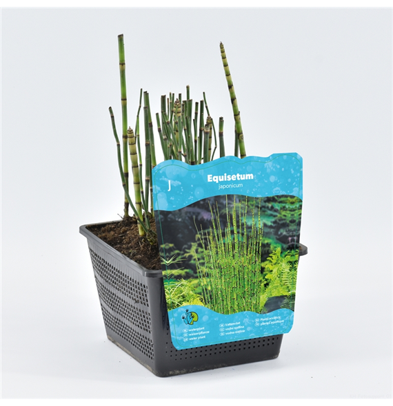 Equisetum hyemale F00004100