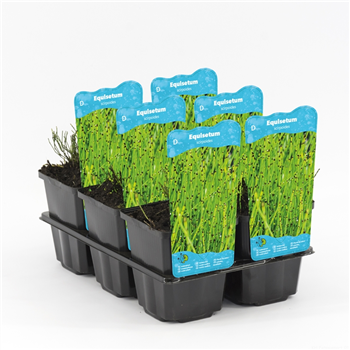 Equisetum scirpoides F00004099