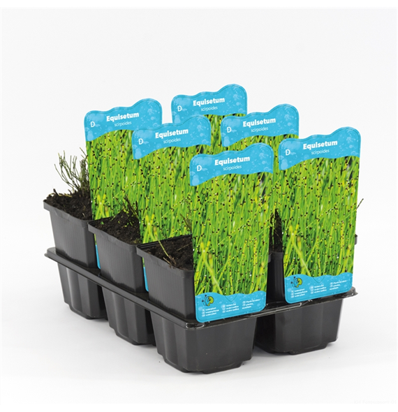 Equisetum scirpoides F00004099