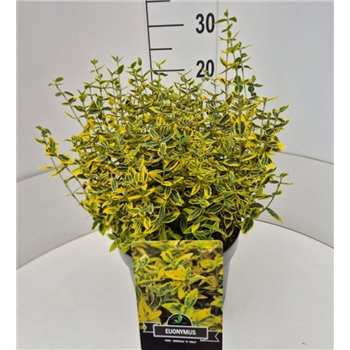 Euonymus fortunei 'Emerald 'n' Gold' F00008226