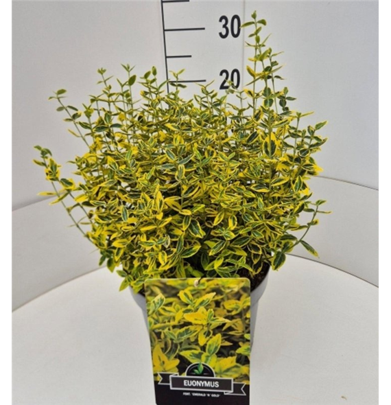 Euonymus fortunei 'Emerald 'n' Gold' F00008226