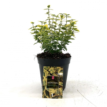 Euonymus fortunei 'Emerald 'n' Gold' F00008477