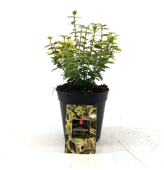 Euonymus fortunei 'Emerald 'n' Gold' F00008477