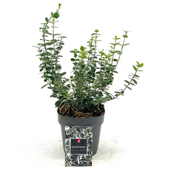 Euonymus fortunei 'Emerald Gaiety' F00008483