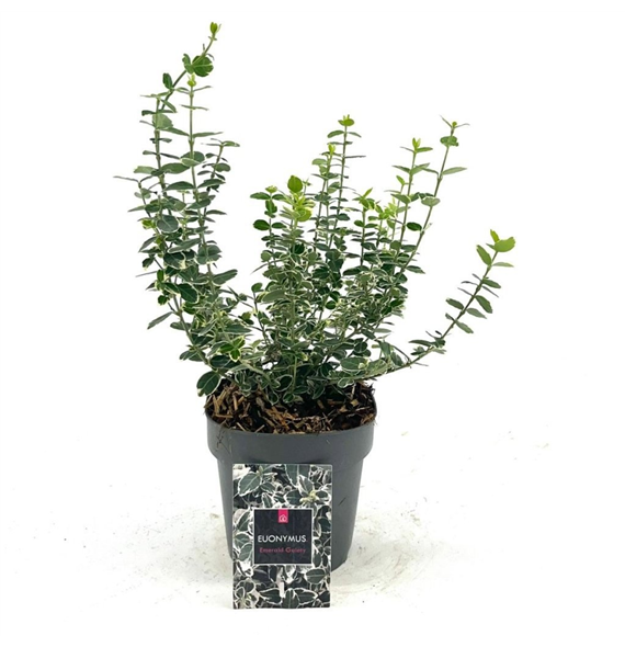 Euonymus fortunei 'Emerald Gaiety' F00008483