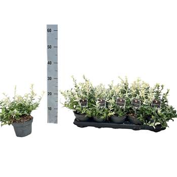 Euonymus fortunei 'Harlequin' F00008471