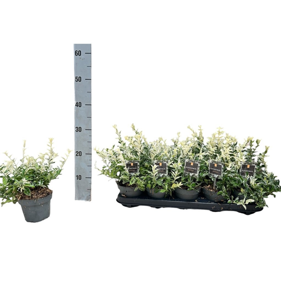 Euonymus fortunei 'Harlequin' F00008471