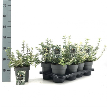 Euonymus fortunei 'Harlequin' F00008480