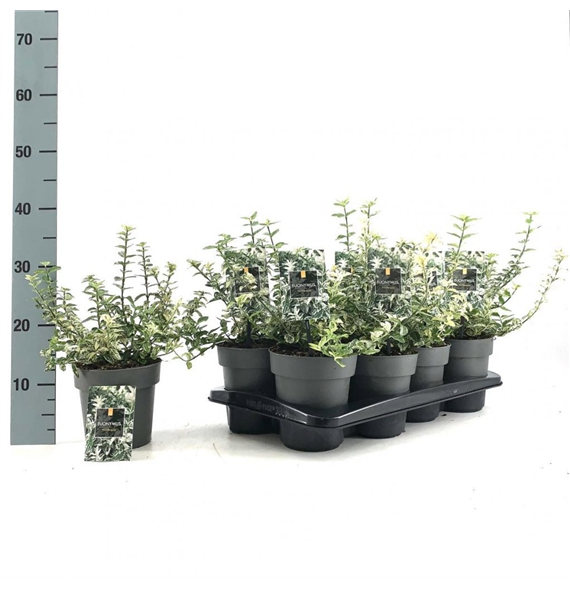 Euonymus fortunei 'Harlequin' F00008480
