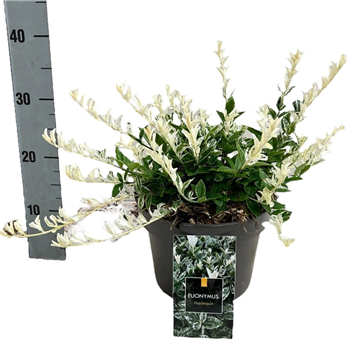 Euonymus fortunei 'Harlequin' F00008479