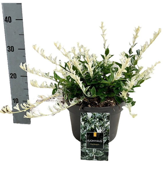 Euonymus fortunei 'Harlequin' F00008479