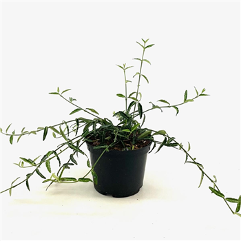 Euonymus fortunei 'Wolong Ghost' F00008424