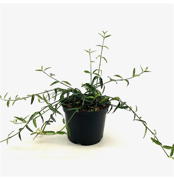 Euonymus fortunei 'Wolong Ghost' F00008424