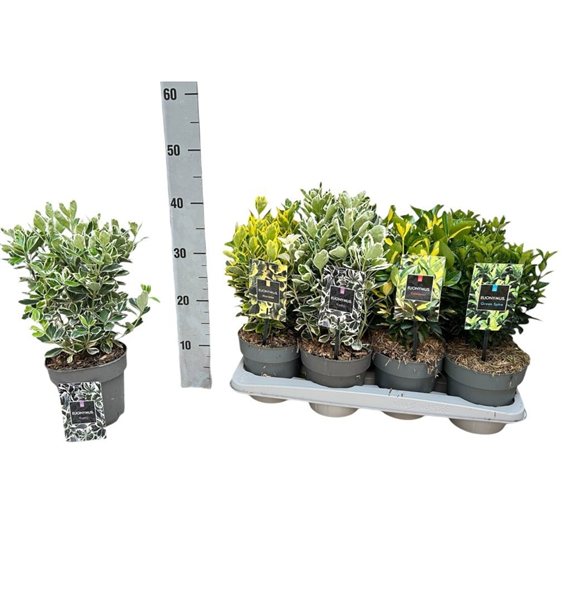 Euonymus japonicus F00008486