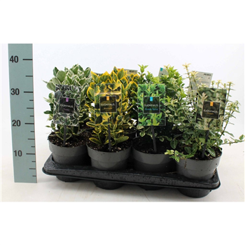 Euonymus japonicus F00008461