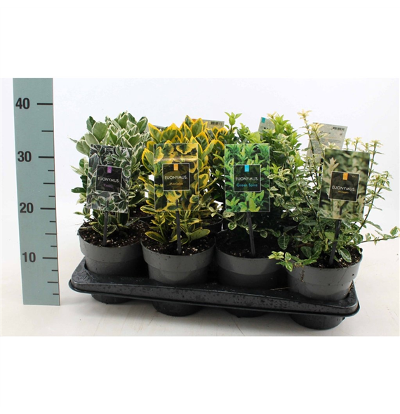 Euonymus japonicus F00008461