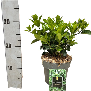 Euonymus japonicus F00008475