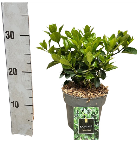Euonymus japonicus F00008475