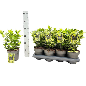 Euonymus japonicus 'Aureomarginatus' F00008458