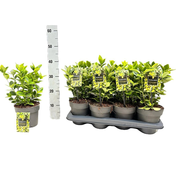 Euonymus japonicus 'Aureomarginatus' F00008458