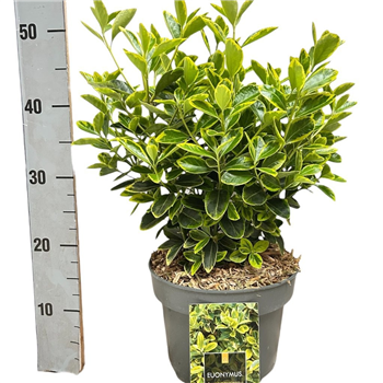 Euonymus japonicus 'Aureomarginatus' F00008462