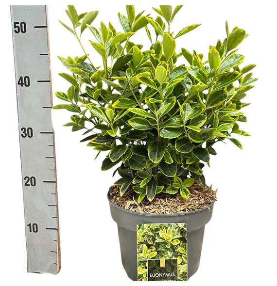 Euonymus japonicus 'Aureomarginatus' F00008462