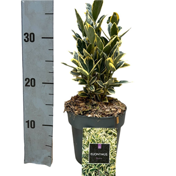 Euonymus japonicus 'Bravo' F00008473