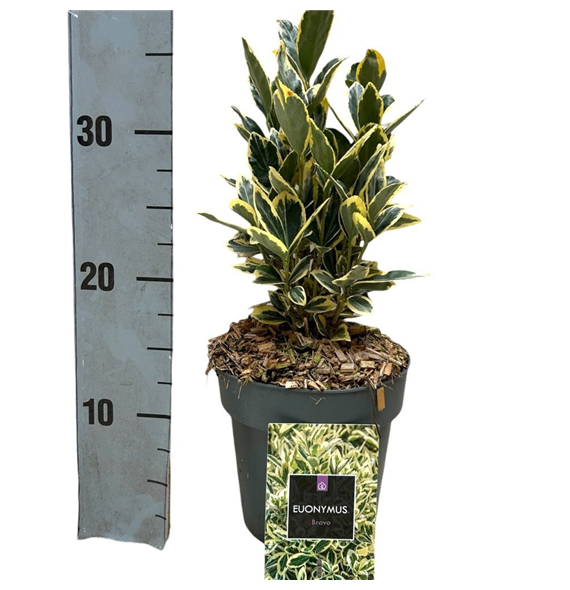 Euonymus japonicus 'Bravo' F00008473