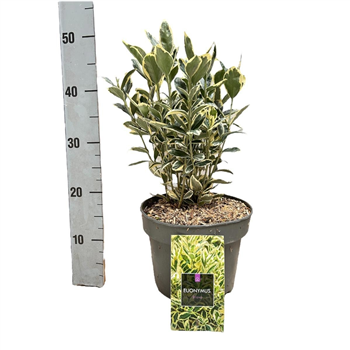 Euonymus japonicus 'Bravo' F00008487