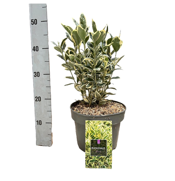 Euonymus japonicus 'Bravo' F00008487
