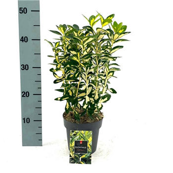 Euonymus japonicus 'Gold Queen' F00008467