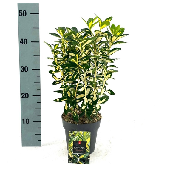 Euonymus japonicus 'Gold Queen' F00008467